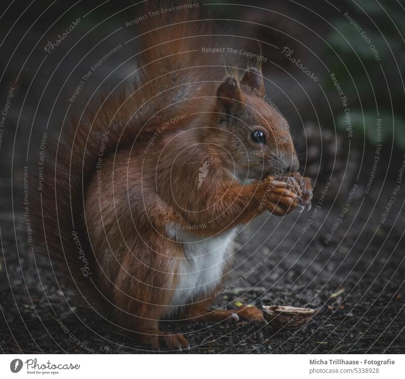 Eichhörnchen mit einer Nuss in den Pfoten Sciurus vulgaris Wildtier Tiergesicht Fell Nagetiere Krallen Wald Schwanz Ohr Fressen Tierporträt Tannenzapfen