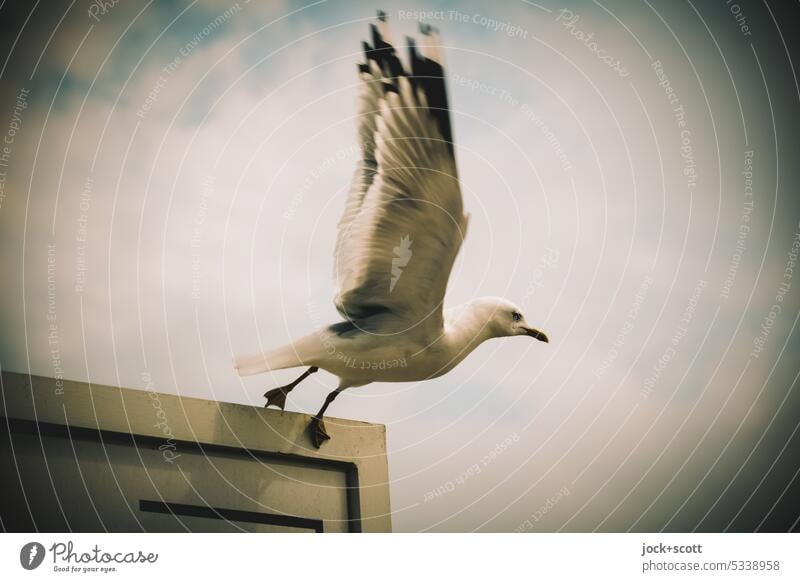 Flügelschlag für Schubkraft Möwe Vogel Himmel Gedeckte Farben Abheben starten abfliegen Abflug Bewegungsunschärfe Tierporträt Hintergrund neutral Wildtier