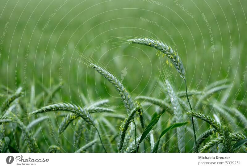 getreidefeld, einzelne ähren im vordergrund grün natur ackerbau Landschaft Landwirtschaft Außenaufnahme Wachstum Nutzpflanze Sommer leichtigkeit Feld Natur