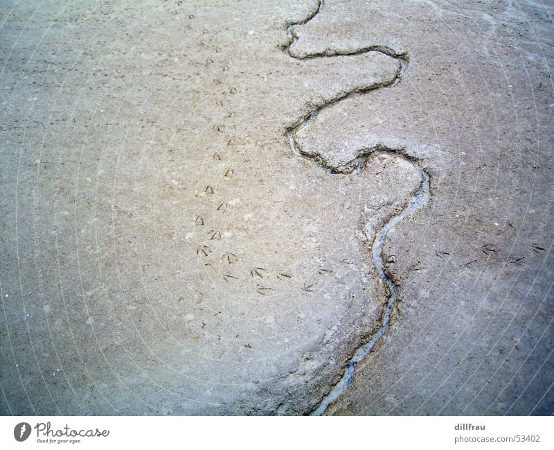 Sandwurm nass Meer Spuren Möwe Vogel Ebbe Schlick Stillleben Strand Küste Brise November ruhig Einsamkeit Stein Glätte Salz Fährte Flut Wasser Ferne Freiheit