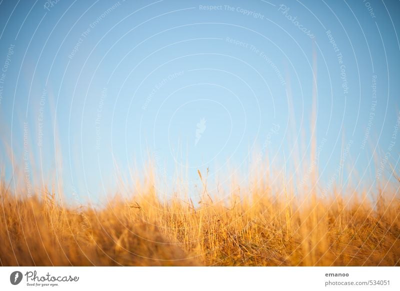 Herbstfarben Natur Landschaft Pflanze Luft Himmel Horizont Wetter Schönes Wetter Gras Wiese Wachstum weich blau braun gelb Hintergrundbild Halm herbstlich