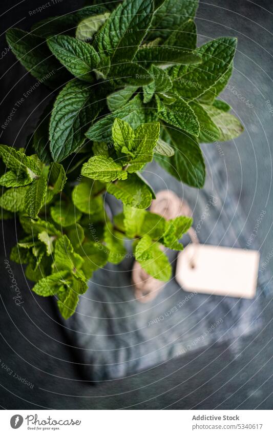 Frische küchenfertige Minzpflanze Hintergrund binden Blumenstrauß Koch Essen zubereiten Diät essen Lebensmittel frisch grün Gesundheit heiß Keton ketogen Küche