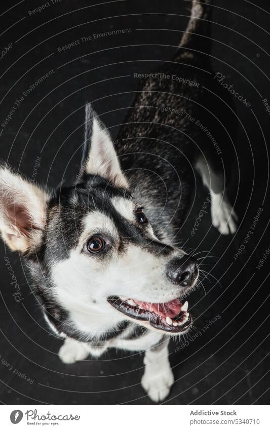 Welpe Schlittenhund Porträt Hund Haustier Husky Freund heimisch gehorsam achtsam züchten Begleiter Treue klug Stammbaum Tier schwarz vereinzelt Textfreiraum