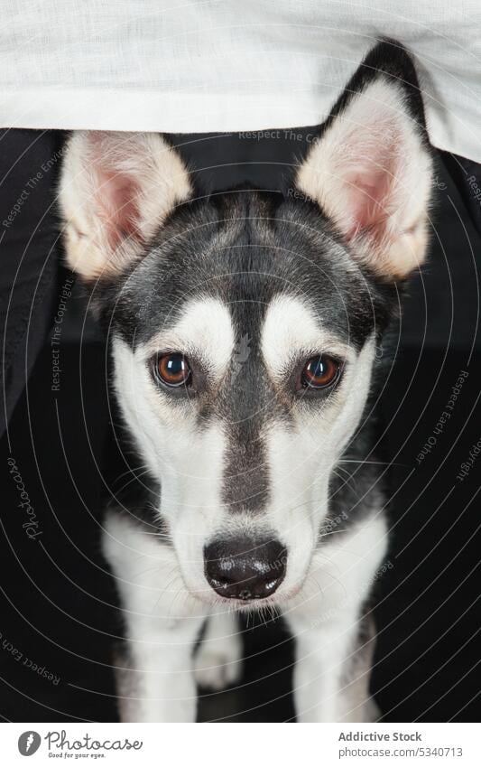 Welpe Schlittenhund Porträt Hund Haustier Husky Freund heimisch gehorsam achtsam züchten Begleiter Treue klug Stammbaum Tier schwarz vereinzelt Textfreiraum