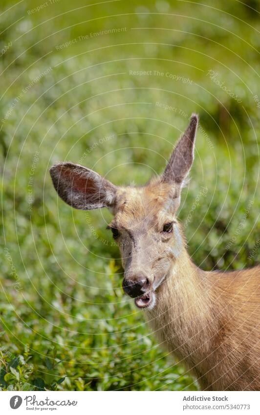 Fütterung von Rehwild auf grünem Gras füttern Sommer Wiese Feld Tierwelt Natur braun Wald Säugetier Fell Saison hell Park Single Fauna lebend natürlich