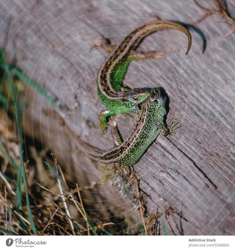 Auf Holz schnappende Eidechsen Lizard Lakritz grün beißend trocknen Baum Gras Stehen Natur Tierwelt wild wenig Reptil Wald exotisch stechend Garten klein Stumpf