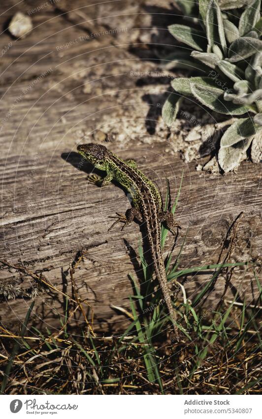 Eidechse auf Holz Lizard Lakritz grün trocknen Baum Gras Stehen Natur Tierwelt wild wenig Reptil Wald exotisch stechend Garten klein Stumpf Pflanze Fauna