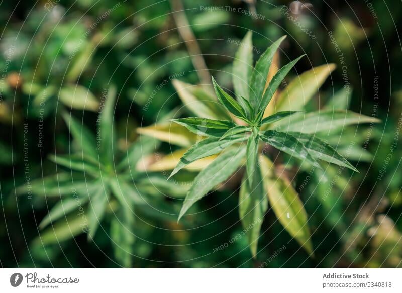 Blätter einer grünen Pflanze Garten Wachstum Natur Umwelt frisch Gartenarbeit Ökologie Keimling sprießen Botanik tropisch organisch exotisch Aussaat filigran