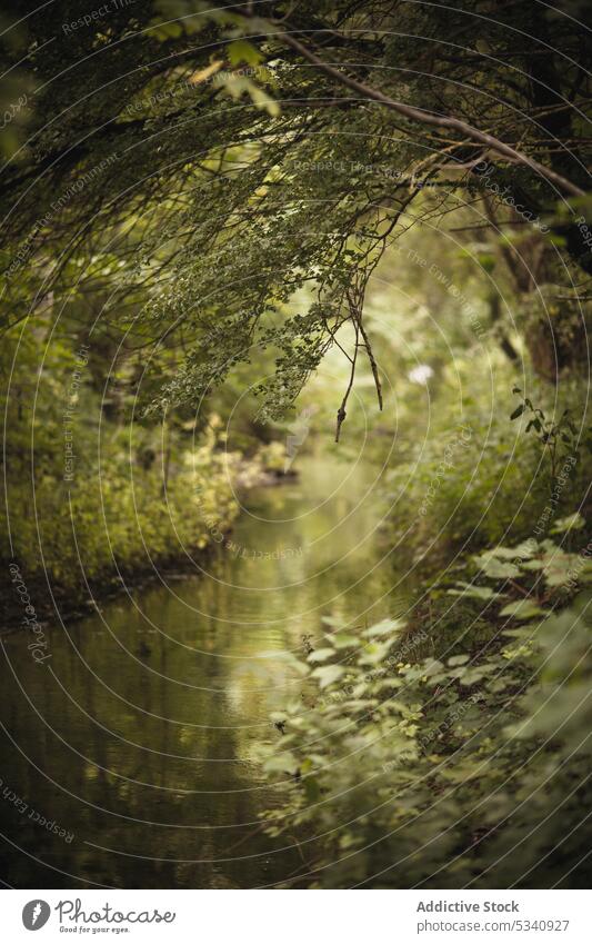 Sonne, die durch grünes Laub im Wald scheint Sonnenschein Gras Baum Wasser Sommer Natur Reflexion & Spiegelung hell Teich Windstille ruhig Umwelt Landschaft