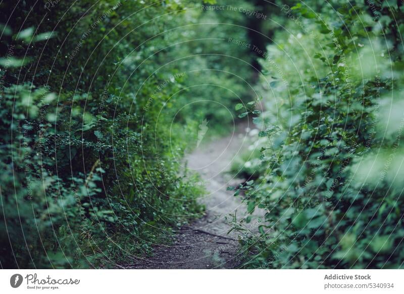 Schmaler Pfad zwischen Grünpflanzen Wald Laubwerk grün Weg Frühling Landschaft Hintergrund Buchse Baum Natur Umwelt eng Kurve Laufsteg Flora Pflanze frisch