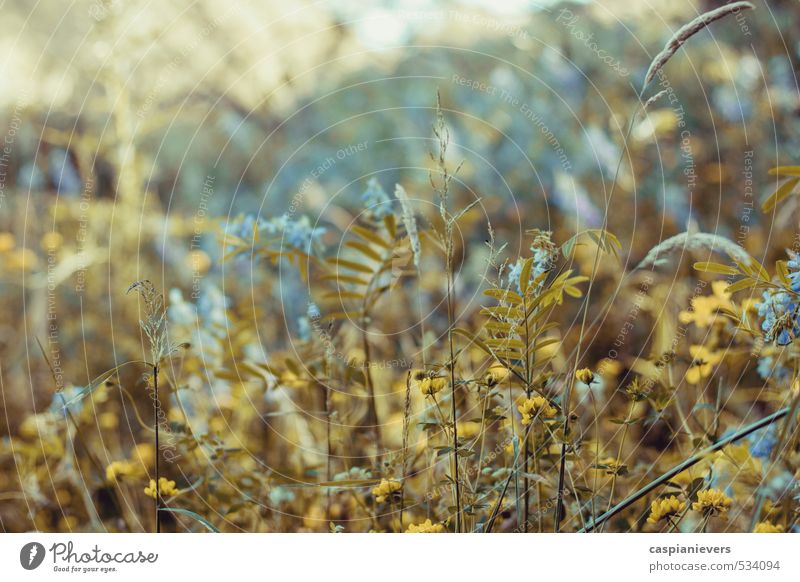 Wildblumen Umwelt Natur Pflanze Blume Gras Wiese wild weich schön friedlich ruhig träumen Nostalgie Optimismus blau Sonne Farbfoto Detailaufnahme