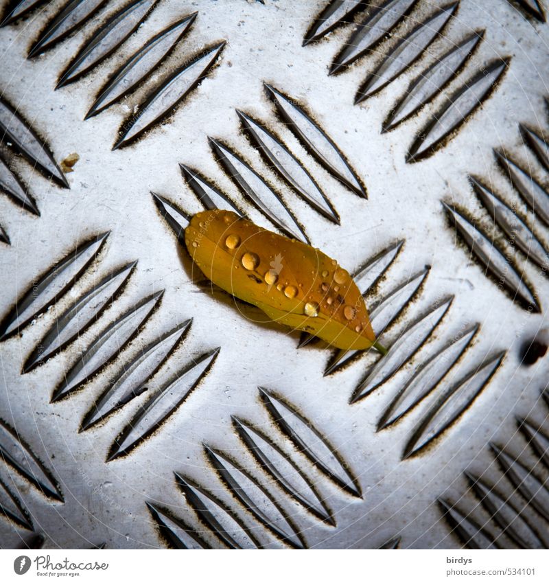 Herbst Wassertropfen Blatt Edelstahl Blech Metall ästhetisch gelb silber Strukturen & Formen Muster Herbstlaub 1 Farbfoto Außenaufnahme Menschenleer Tag