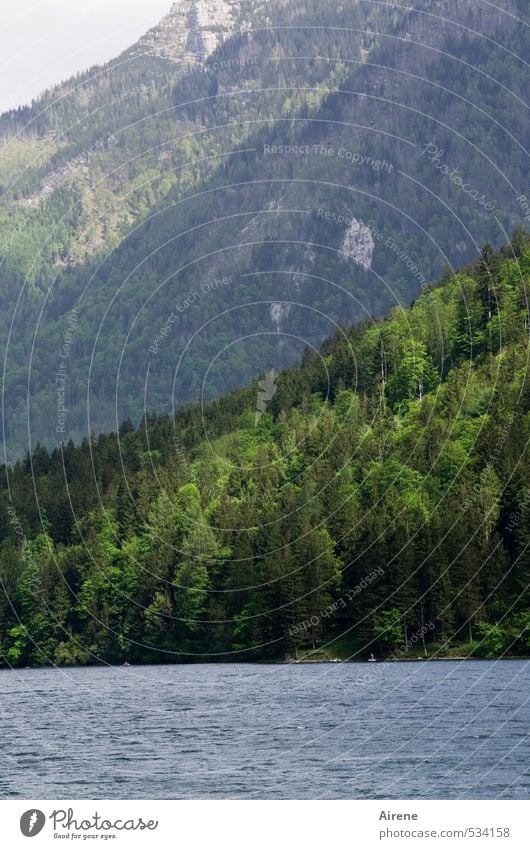 Berg.Wald.See. Natur Landschaft Urelemente Wasser Schönes Wetter Felsen Alpen Berge u. Gebirge Lunzer See Bergwald Gebirgssee natürlich blau grün Einsamkeit