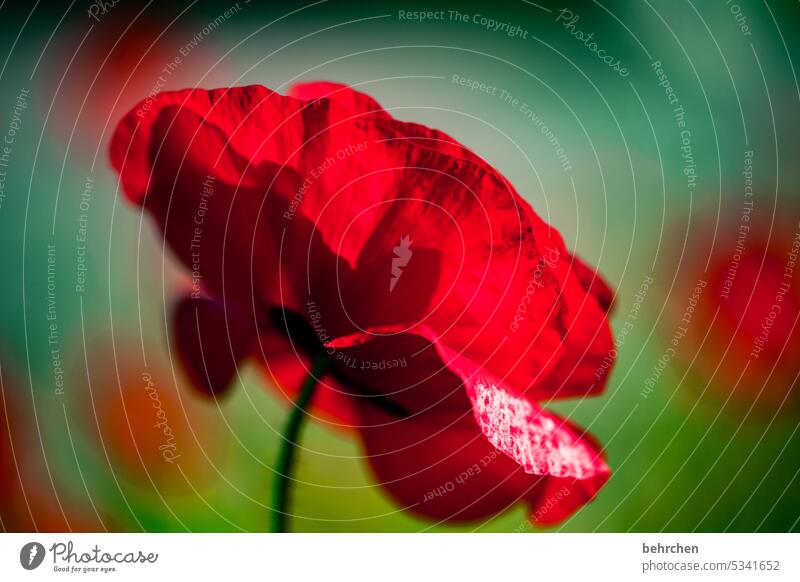 lady in red schön Nahaufnahme Wiese Blütenblatt Wildpflanze Umwelt Mohn Blume Außenaufnahme Farbfoto rot blühen mohnblumen Garten Mohnblüte Sommer Duft Pflanze