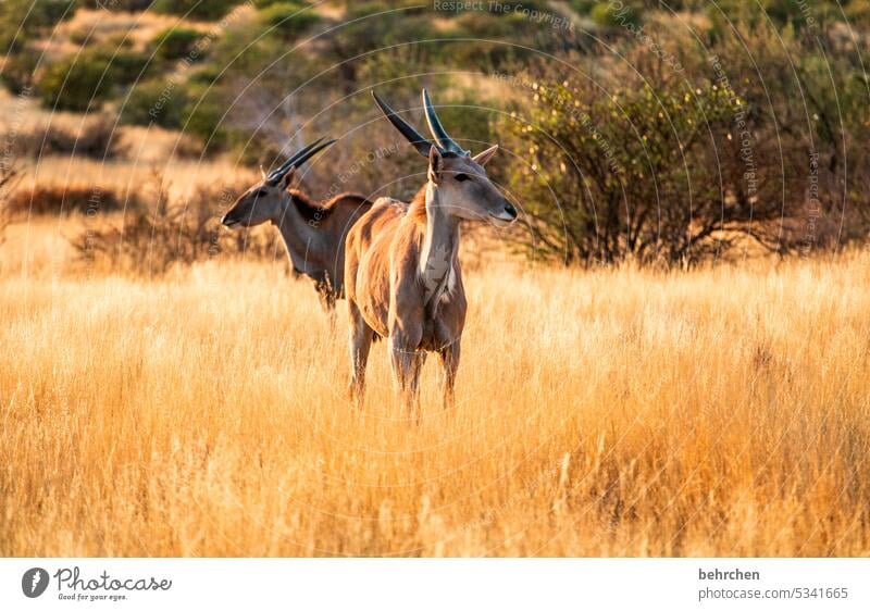 die wahre schönheit unserer welt wunderschön Tierschutz Tierliebe Trockenheit Savanne Gras beeindruckend besonders Landschaft Ferien & Urlaub & Reisen Natur