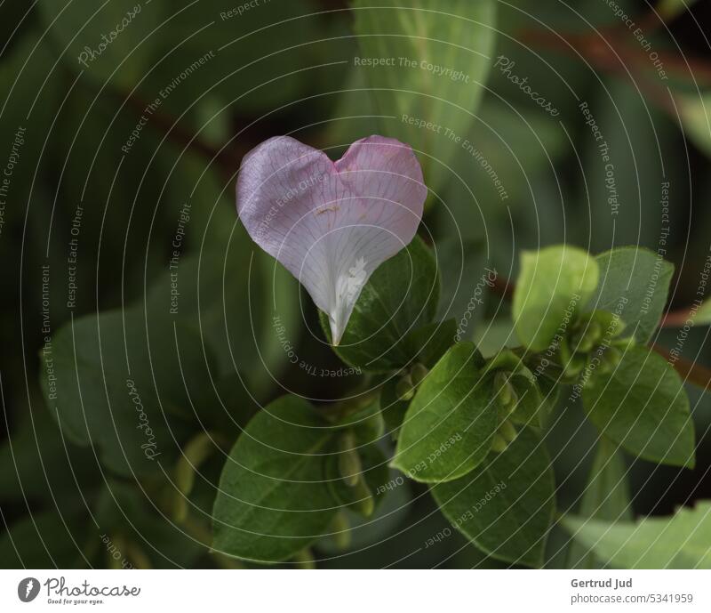 Herzförmiges Blütenblatt auf einem grünen Strauch Blume Blumen und Pflanzen Natur Farbfoto Garten Sommer natürlich Nahaufnahme Umwelt sommerlich friedlich