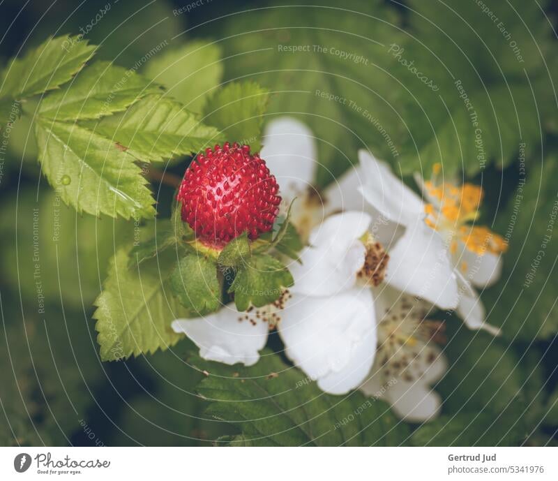 Wilde Erdbeeren mit Blüte Blumen und Pflanzen Früchte Natur Farbfoto Garten Außenaufnahme Sommer Blühend natürlich Umwelt