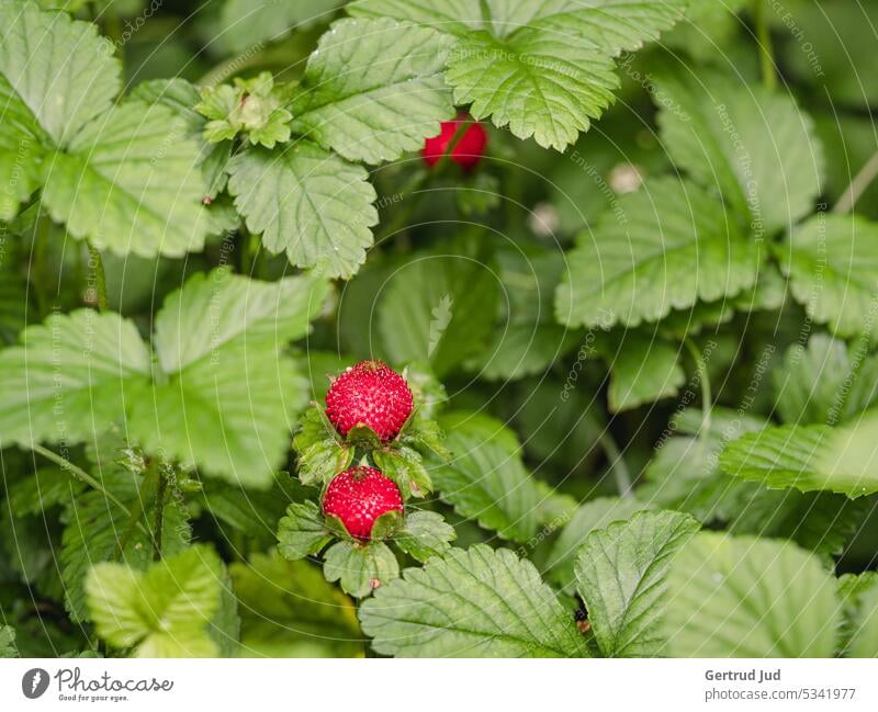 Wilde Erdbeeren am Straßenrand Blumen und Pflanzen Früchte Natur Farbfoto Garten Sommer Außenaufnahme natürlich Nahaufnahme Umwelt Wildpflanze