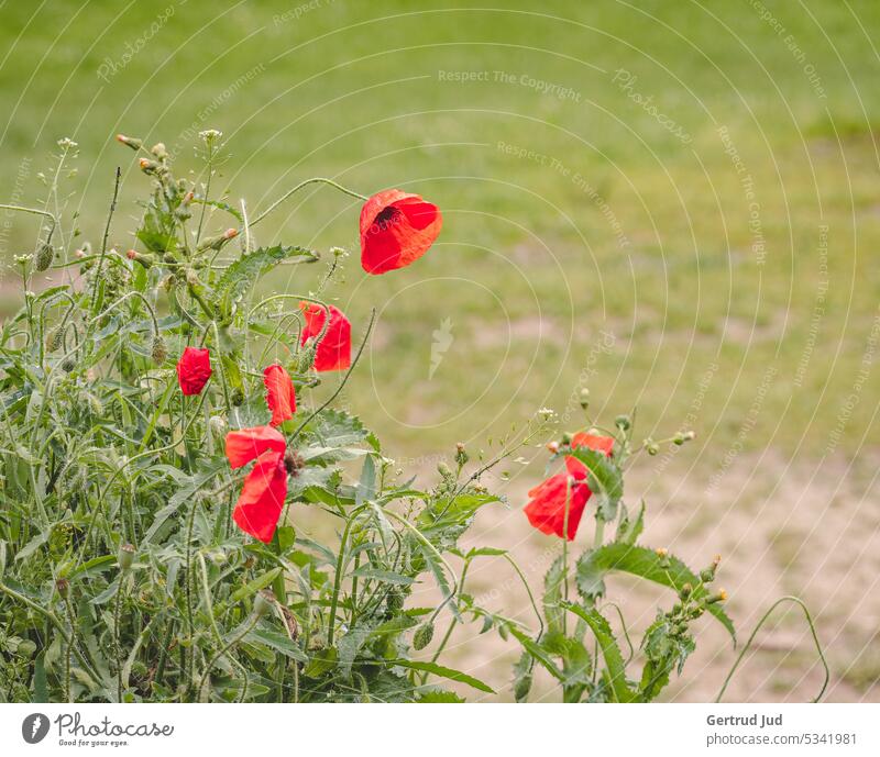 Wiese mit Mohnblumen Blume Blumen und Pflanzen Natur Farbfoto Blüte Garten Außenaufnahme Sommer Blühend natürlich Umwelt Blumenwiese grün Wiesenblume Wachstum