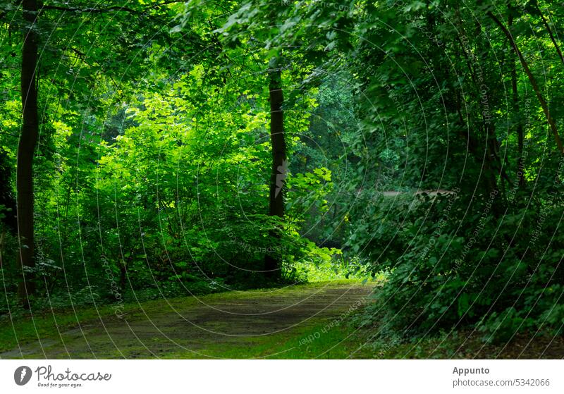 In einem sonnigen Park mit Bäumen, deren Laub in satten Grüntönen leuchtet, verläuft ein breiter Gehweg ins Grüne Natur leuchten Parkweg Fußweg sandig Sonne