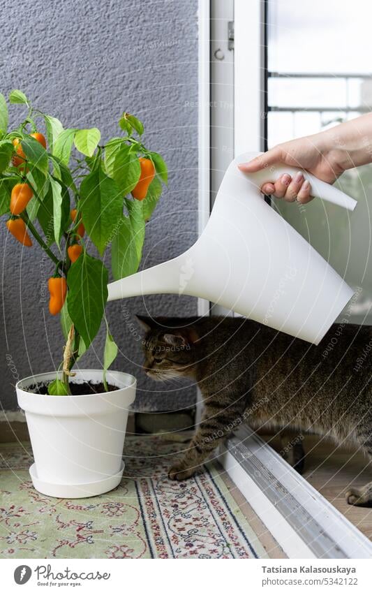 Die Katze sieht zu, wie die Gastgeberin einen Strauch mit scharfen Chilischoten, der auf dem Balkon in einem Topf wächst, mit einer Gießkanne gießt Frau