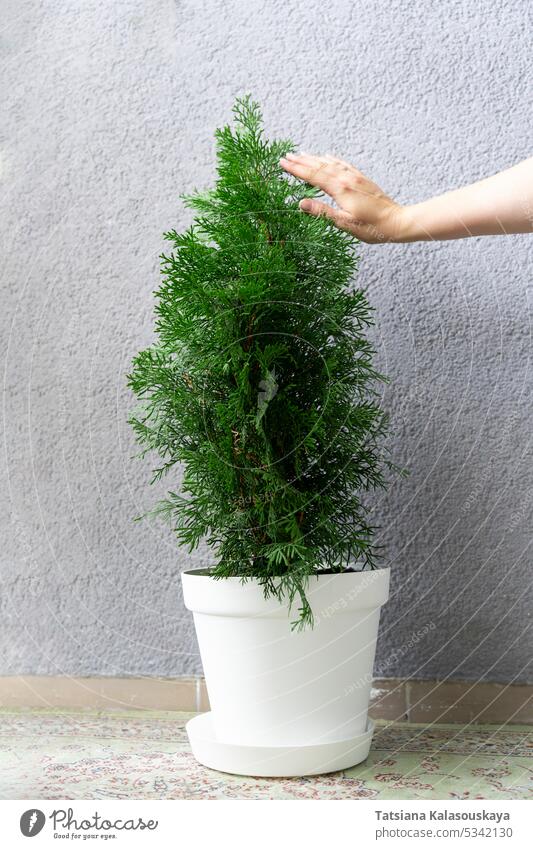 Eine Hand streichelt das Laub der Nadelbäume, die zu Hause in einem Topf mit Thuja wachsen Weißer Topf grün jung Lebensbaum wachsend berühren berührend Frau