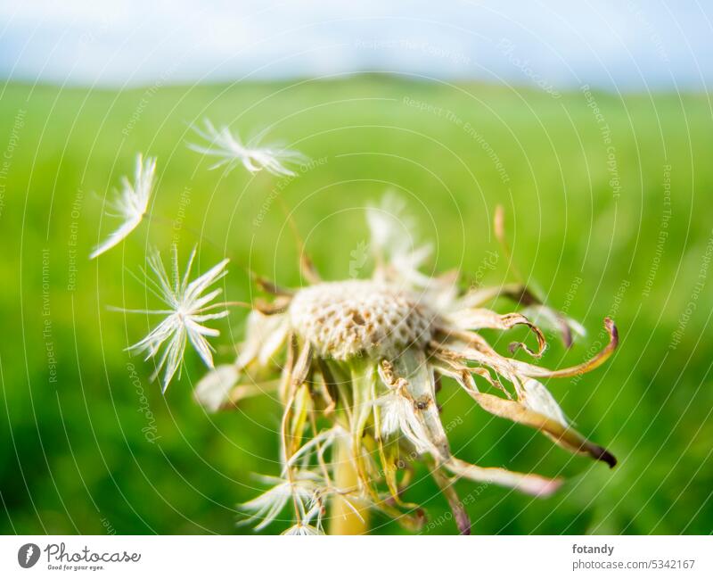 Makroansicht eines Löwenzahns Natur Objekt Pflanze Saatgut Wind Fliege zerzaust wegblasen grün außerhalb Umwelt Flora geblümt Niemand Pollenflug natürlich