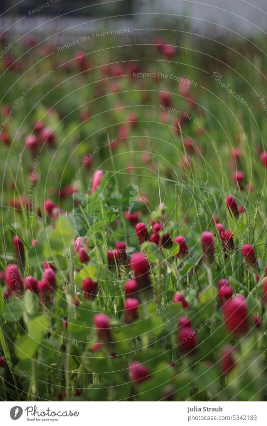 blühende Kleeblatt Wiese blühende Blume leuchtende Farben rot pink rosa Kleeblüte kleeblätter Wiesenblume Bienenweide Blütenknospen Blützezeit grün Grünpflanze