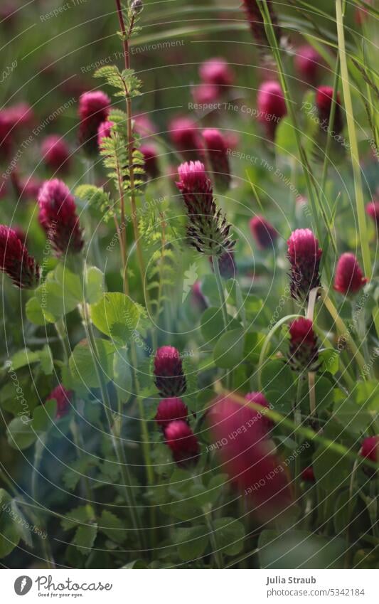 Blühende Kleeblattwiese ( inkarnatklee ) Sommer Gras Blützezeit Bienenweide Wiese Kleeblüte pink rot leuchtende Farben blühende Blume rosa kleeblätter