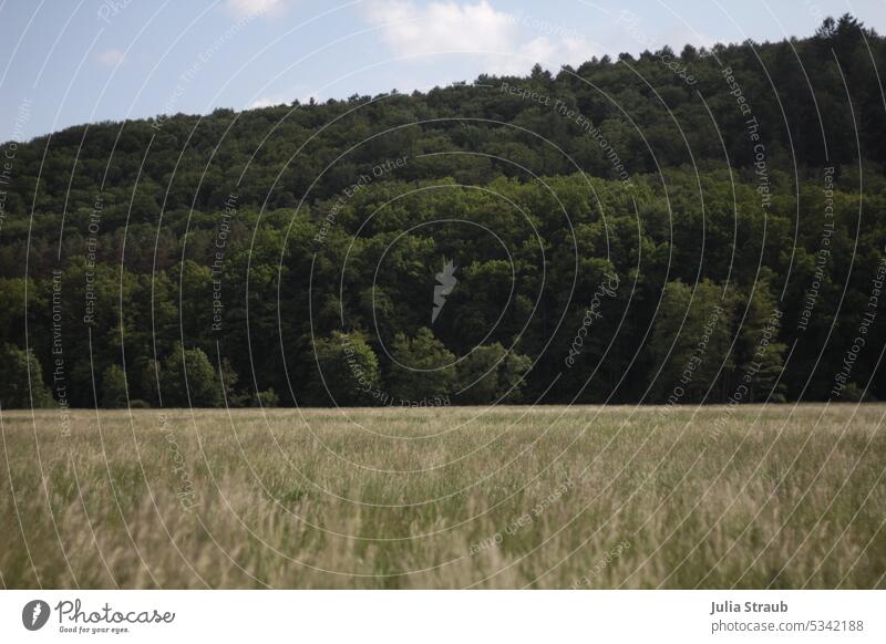 Wald & Wiese im Sommer Waldrand Gras Natur grün Rhön Menschenleer Himmel Wölkchen Sommerzeit Tag Baum Landschaft