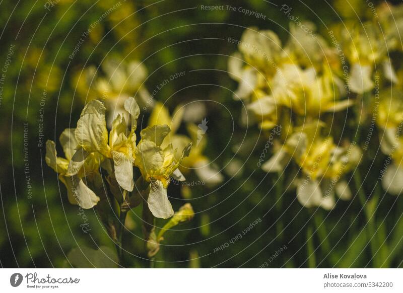 gelb wie die Sonne Regenbogenhaut Gelbe Schwertlilie Blume Gartenblume grün Sommer Nahaufnahme Blütenblätter Pflanze