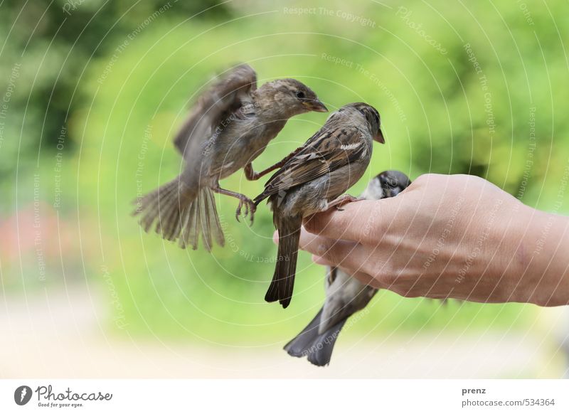 Trio maskulin Hand Umwelt Natur Tier Frühling Schönes Wetter Wildtier Vogel 3 braun grau grün Spatz fliegend flattern sitzen füttern Farbfoto Außenaufnahme