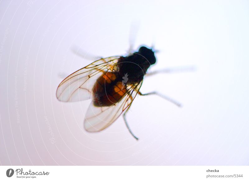 fly Verkehr Fliege fliegen Insekt Freiheit Idee fliegend Flügel Makroaufnahme