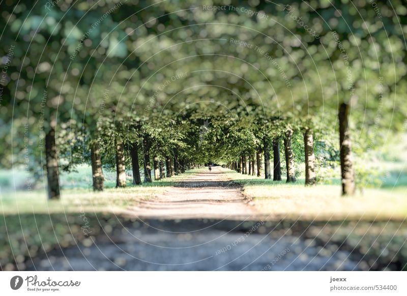 Und am Ende Natur Schönes Wetter Baum Wege & Pfade schön grün Farbfoto Gedeckte Farben Schwache Tiefenschärfe Weitwinkel