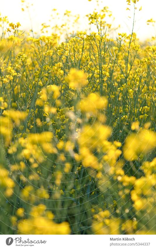 Raps mit gelben Blüten auf dem Rapsfeld. Produkt für Speiseöl und Biokraftstoff Vergewaltigung grün Brennstoff Erdöl Öl Blume Himmel Sommer Ackerbau Schönheit