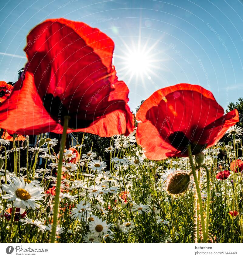 happy mo(h)nday wunderschön Natur Pflanze Duft Sommer Mohnblüte Garten mohnblumen blühen Blüte rot Farbfoto Außenaufnahme Blume Umwelt Wildpflanze Blütenblatt