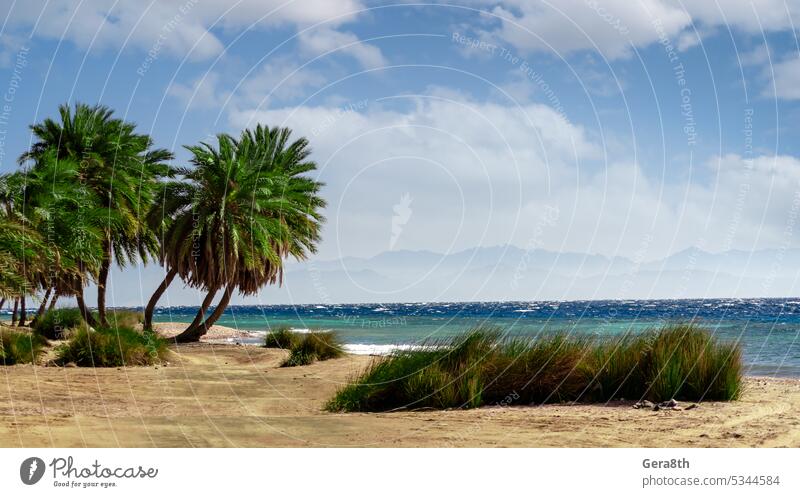 grüne palmen an der küste des roten meeres in ägypten Ägypten Abenteuer Afrika Hintergrund Strand blau Klima Küste Farbe Tag wüst erwärmen heiß Insel Landschaft