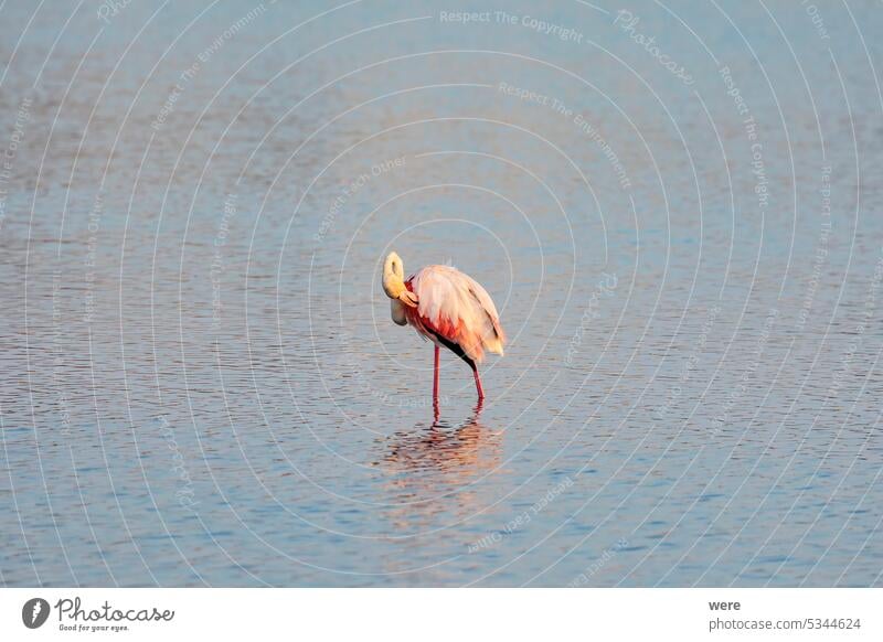 Ein großer Flamingo steht im Wasser in der Nähe von Aigues-Mortes in den Feuchtgebieten der Camarque Tier Vogel camarque Canal du Midi Rhône-Kanal bei Sète