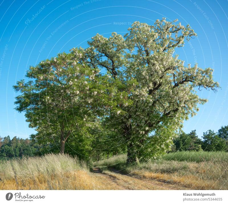 Robinien blühen unter blauem Himmel am Wegesrand, auf einer Anhöhe. Im Hintergrund ein Wäldchen. Robinienblüten Baum Pflanze Feldweg Wald Feldrand Feldrain