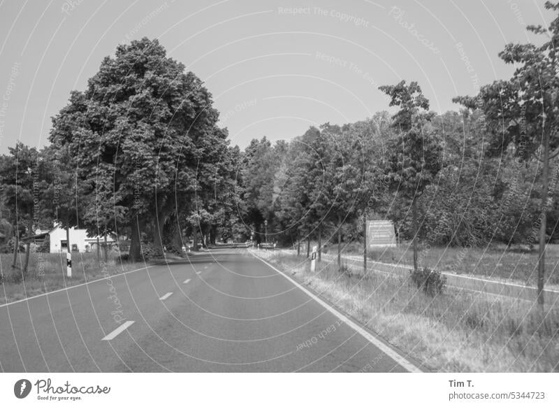 Straße in Brandenburg s/w Allee Frühling Schwarzweißfoto Außenaufnahme Menschenleer Tag b/w b&w bnw ruhig Einsamkeit