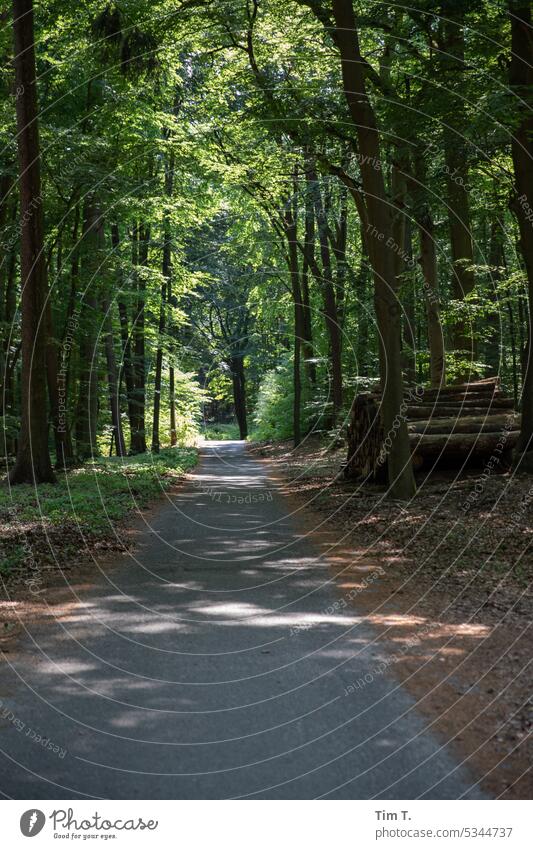 Waldweg zum See Brandenburg Natur Bäume waldweg Frühling Spaziergang wandern Weg Umwelt Landschaft Baum bäume Erholung Außenaufnahme Wege & Pfade ruhig