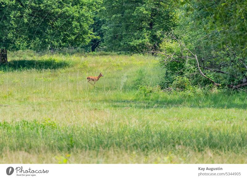 Reh auf einer Lichtung Wild Rotwild Naturschutzgebiet Wahner Heide Heidelandschaft Tierreich Bäume Laubbäume Eichenbaum Graslandschaft Gräser Nahrung Köln-Wahn