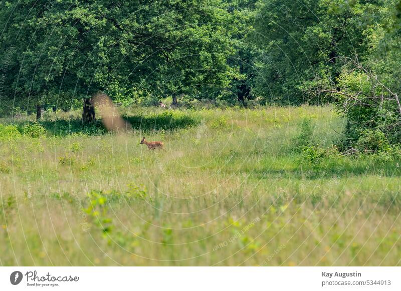 Reh auf einer Lichtung Wild Rotwild Naturschutzgebiet Wahner Heide Heidelandschaft Tierreich Bäume Laubbäume Eichenbaum Graslandschaft Gräser Nahrung Köln-Wahn