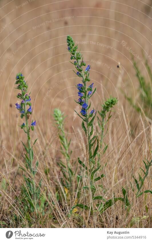 Gewöhnlicher Natternkopf Pflanzen Blüten Blütezeit Heidelandschaft Echium vulgare Gemeiner Natternkopf Blaue Natternkopf Natternköpfe Flora Botanik