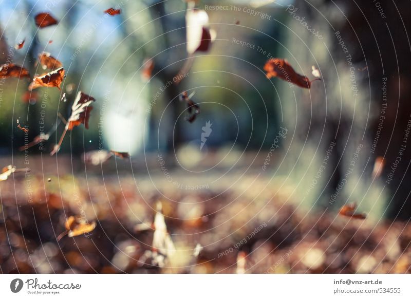 Blätterfall Herbst herbstlich Sonne Sonnenlicht Reflexion & Spiegelung Außenaufnahme Natur Garten Park fallen Jahreszeiten Unschärfe Schwache Tiefenschärfe