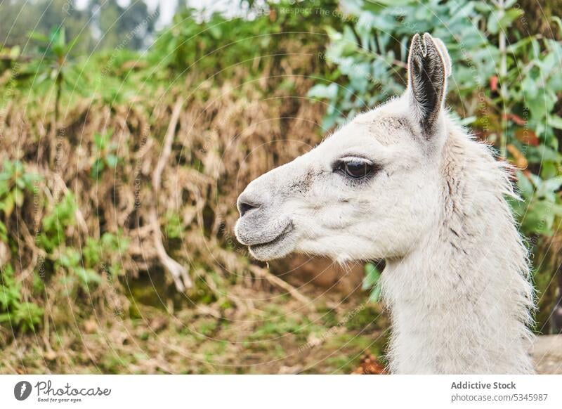 Niedliches flauschiges Lama mit Zügeln auf dem Lande Tier Bauernhof rein Säugetier Wiese Feld heimisch Landschaft Porträt Rasen Fell Fussel Maul Natur