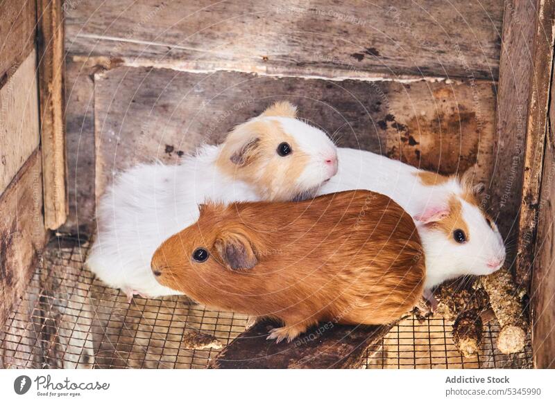 Niedliche Meerschweinchen auf dem Boden auf dem Lande Tier Viehbestand Bauernhof Fauna heimisch Bargeld Nagetiere Ackerland züchten Fell Fussel Lebensraum