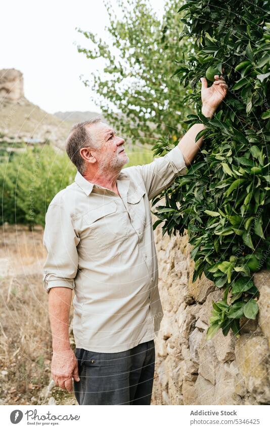 Reifer männlicher Landwirt prüft Baumblätter auf dem Lande Mann Kalk Blatt Pflanze Arbeit Landschaft Bauernhof Schonung kultivieren Ackerbau Gartenbau frisch