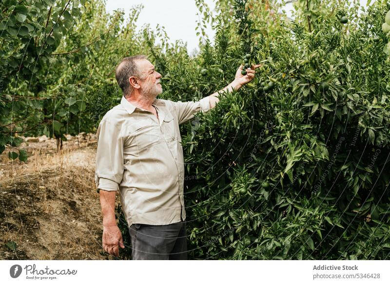 Reifer männlicher Landwirt prüft Baumblätter auf dem Lande Mann Kalk Blatt Pflanze Arbeit Landschaft Bauernhof Schonung kultivieren Ackerbau Gartenbau frisch