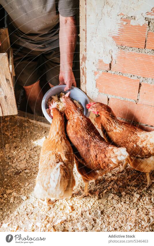 Landwirt beim Füttern von Hühnern auf dem Bauernhof Futter Pute Hähnchen Haus ländlich heimisch Federvieh Landschaft Mann männlich Vogel Tier Viehbestand Dorf